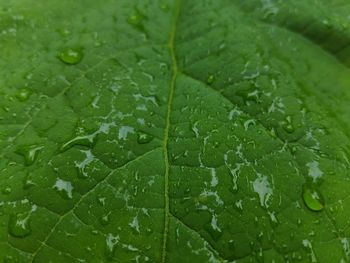 Full frame shot of wet leaf