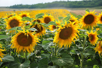 sunflower