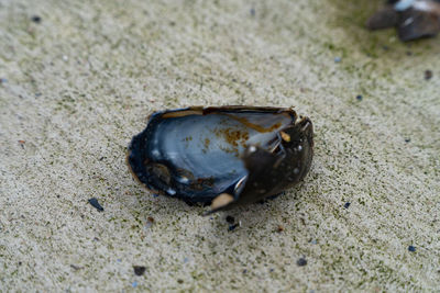 Close-up of shell on sand