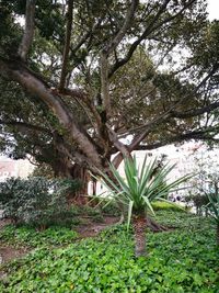 Trees in park