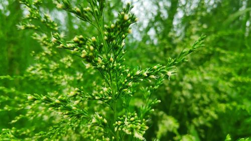 Close-up of leaves against blurred background