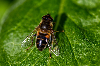 Close-up of insect on leaf
