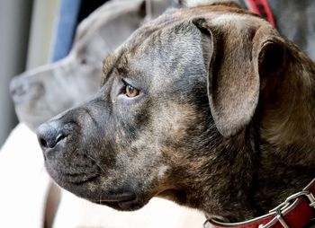 Close-up of a dog looking away