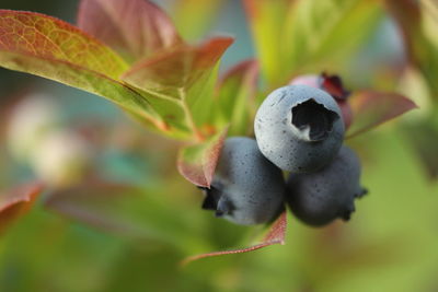 Blackberry in a garden 