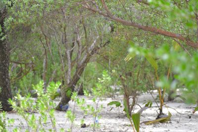 Plants and trees in park