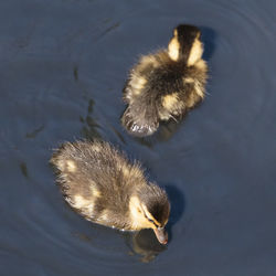 High angle view of duck swimming in lake