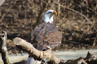 Close-up of bird perching on branch