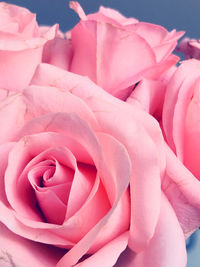 Close-up of pink roses