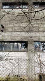 View of bare tree and building seen through fence