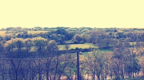 Trees on landscape