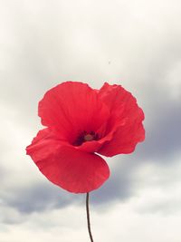Low angle view of flowers blooming against clear sky