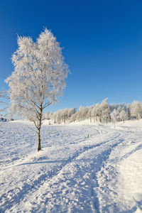 Trees on snow covered field against blue sky