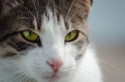 Close-up portrait of a cat