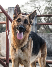 Close-up portrait of dog