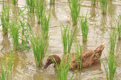 Grass in a lake