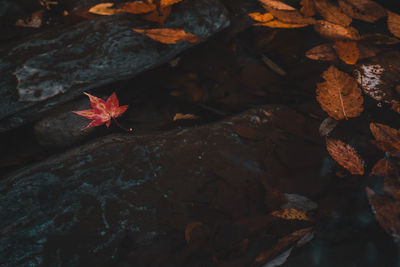 High angle view of maple leaves on rock