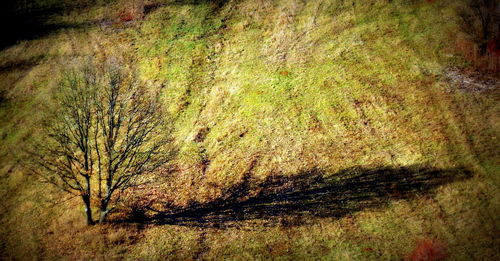 Close-up of grass