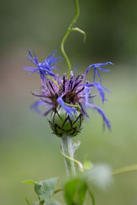 Close-up of honey bee on purple flowering plant