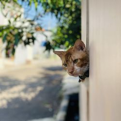 Portrait of a cat looking away