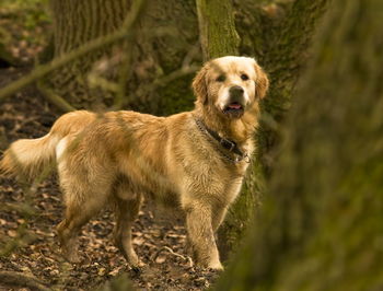 Portrait of golden retriever standing on field