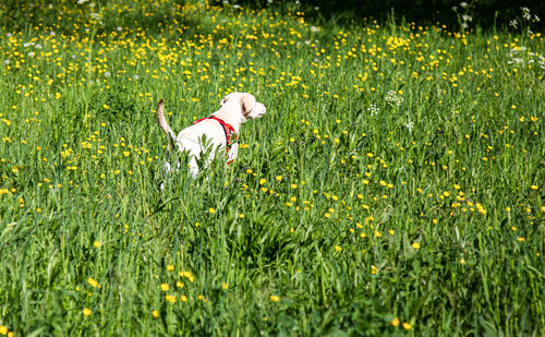 View of white flowers on field