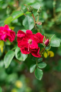 Close-up of red rose