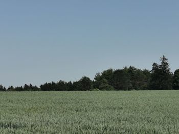 Scenic view of agricultural field against clear sky