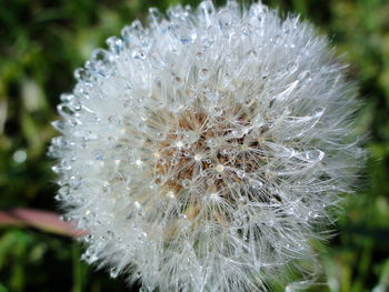 Close-up of dandelion against blurred background