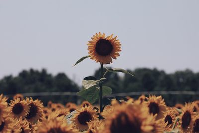 Close-up of flowers blooming against clear sky