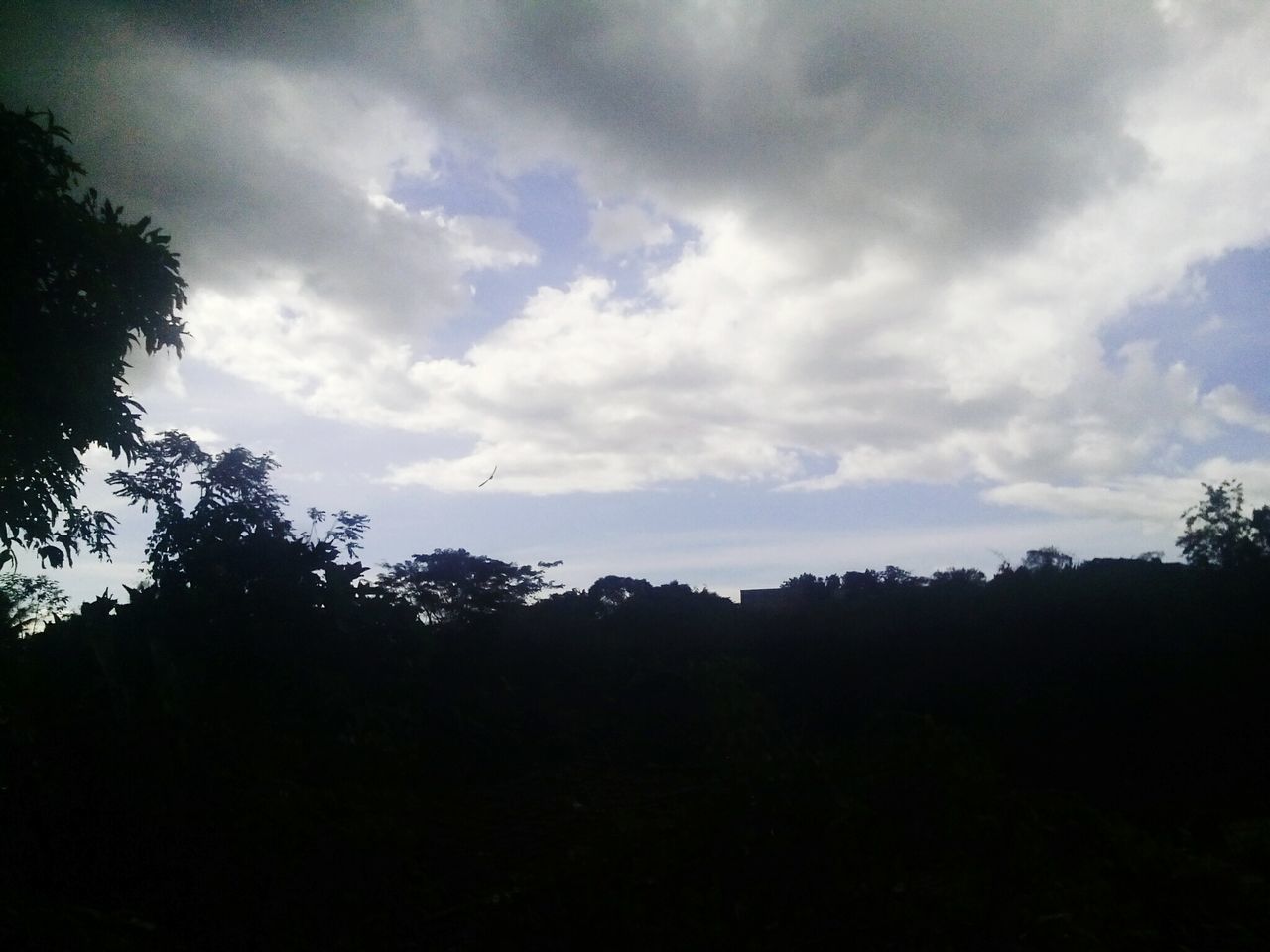 VIEW OF TREES AGAINST SKY