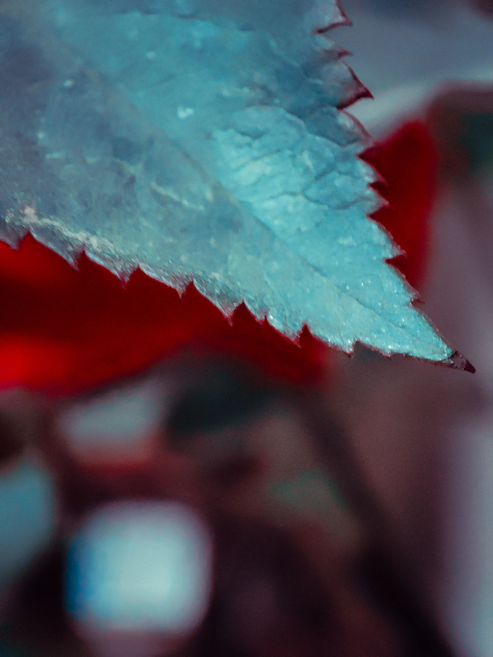 red, blue, close-up, macro photography, leaf, petal, no people, flower, green, plant part, nature, selective focus, plant, focus on foreground, frost