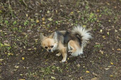 Dog lying down on land