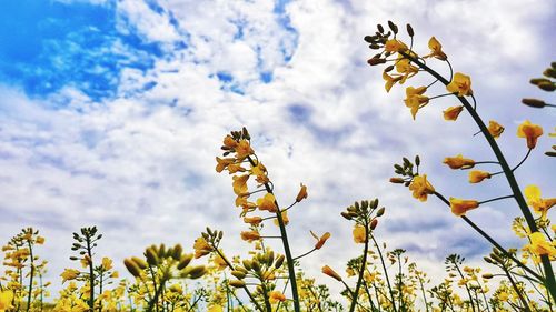 Low angle view of flowering plants against sky