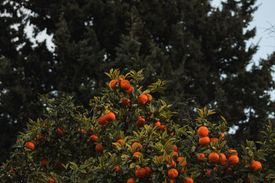 Low angle view of fruits on tree