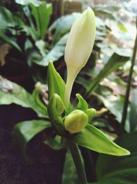 Close-up of flowering plant