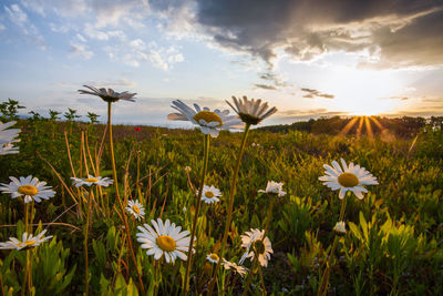 Daisies growing on field against sky during sunset