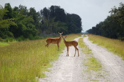 Deer on road amidst field against sky