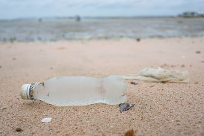 Close-up of dead fish on beach