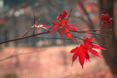 Red maple leaves on branch