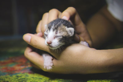 A close up of a kitten with a hand