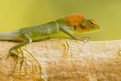 Close-up of lizard on wood