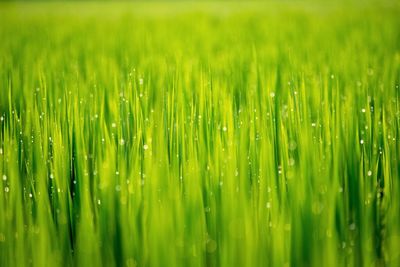 Full frame of green grass with dew drops
