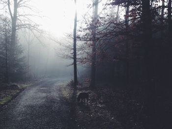 Road passing through forest