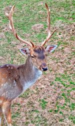 Deer standing in a field