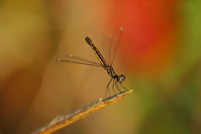 Close-up of damselfly on plant