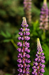 Close-up of lavender blooming outdoors