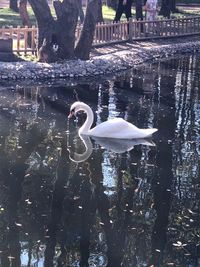 Swan swimming in a lake