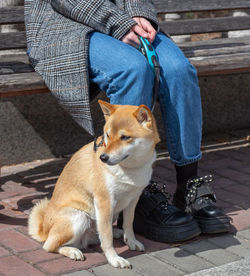 Adorable red shiba inu dog in a red collar sits next to the owner on a sunny speing day.