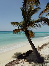 Coconut palm tree at beach against sky