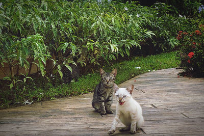 Island kitties